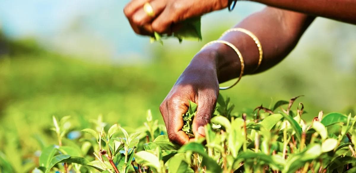 The Africa Tea Company tea background